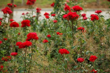 _MG_8305_DxO