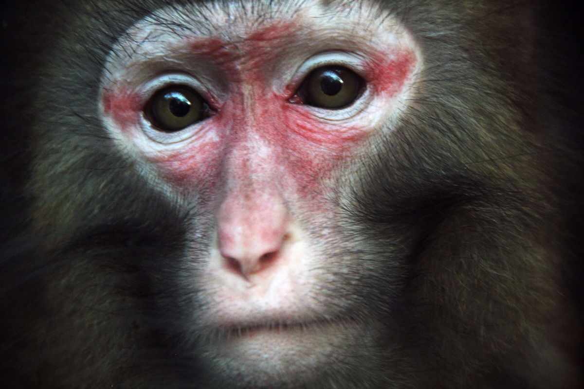 无期徒刑中的猴子