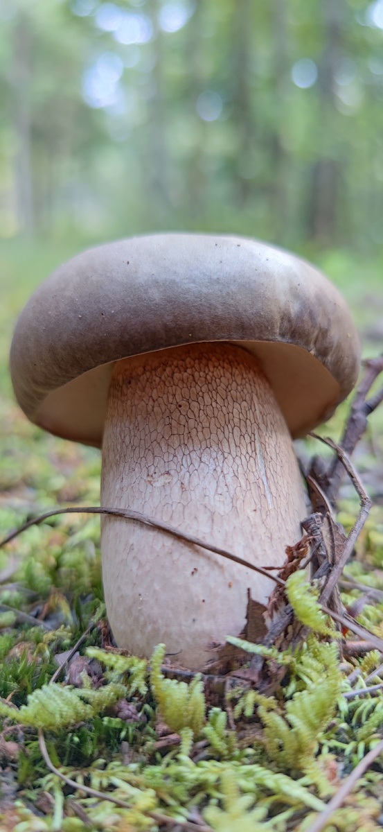 赶上了最后一波山里的蘑菇吸收天地养分茁壮成长