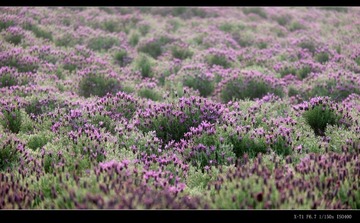 DSCF8082_