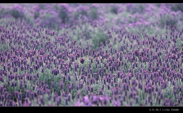 DSCF8080_