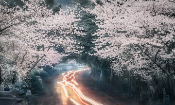 武大樱花