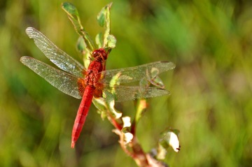 DSC_0148.jpg