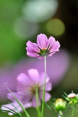 DSC_0061tt.jpg