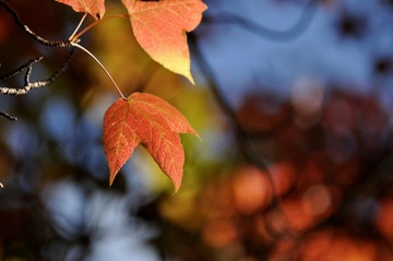 DSC_0033.jpg