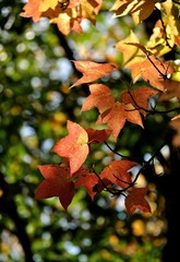 DSC_0034kk.jpg
