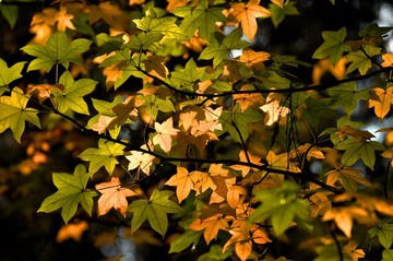 DSC_0073.jpg