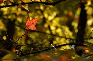 DSC_0092yy.jpg