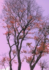 DSC_0030.jpg