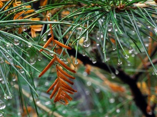 DSCN1096.jpg