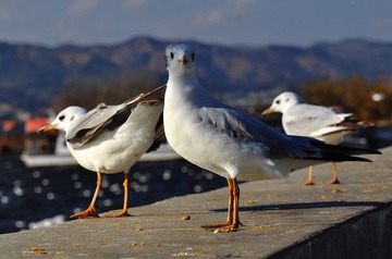 DSC_0151.jpg