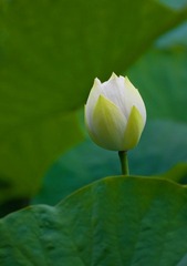 DSC_0252.jpg