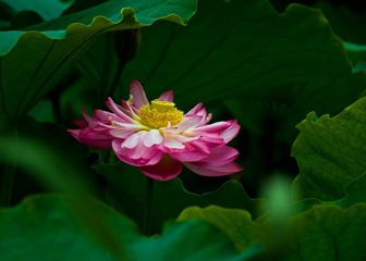 DSC_0254.jpg