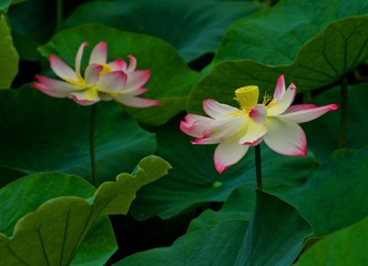 DSC_0266.jpg