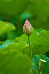DSC_0286.jpg