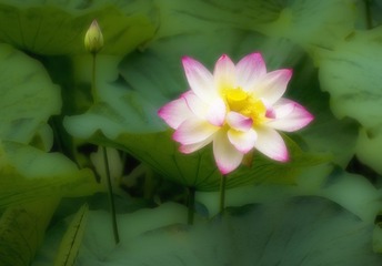 DSC_0156.jpg