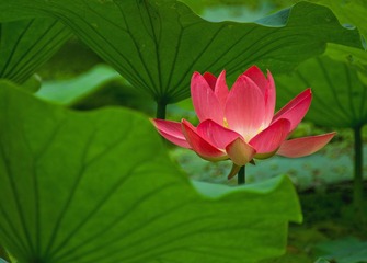 DSC_0355.jpg