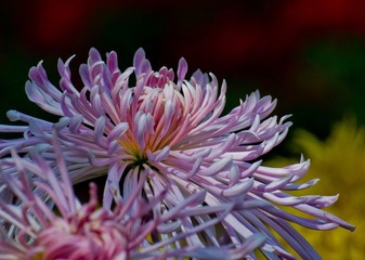 DSC_0178.jpg