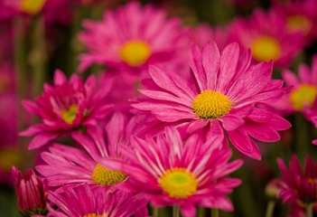 DSC_0100.jpg