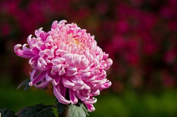 DSC_0113.jpg