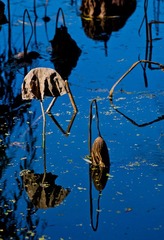 DSC_0095.jpg