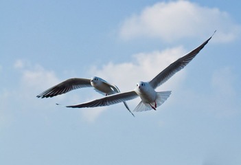 DSC_0221.jpg