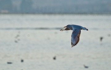 DSC_0384.jpg