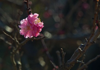 DSC_0156.jpg
