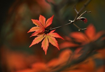 DSC_0049.jpg