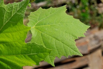 IMG_0027-1A