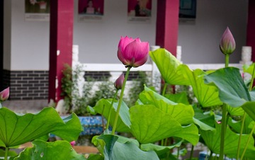 IMG_6710-1