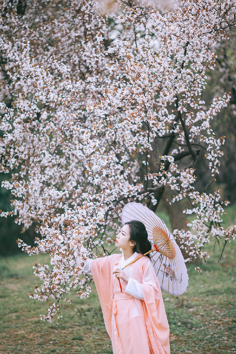 樱花树下