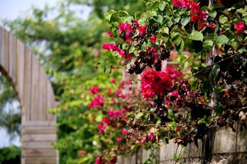 花开花谢