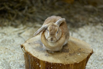 Rabbit with funny ear pose