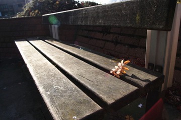 A leaf falling on Bench