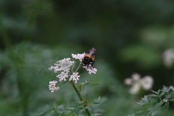 A bee on white flower