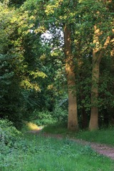 Sunshine through trees