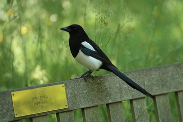  A bird rest on bench