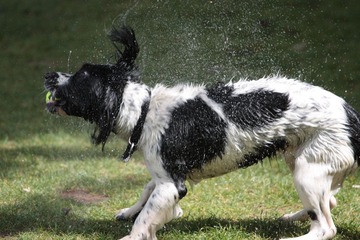 Dog shaking off water