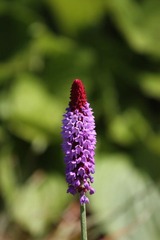 Strange-Shape Flower
