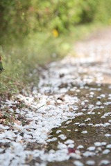 flower falling along the road