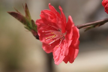 Flower in Macro