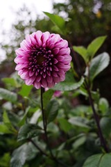 DSC02739_
