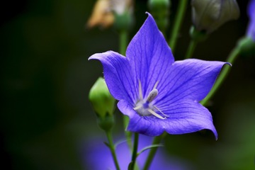 4a