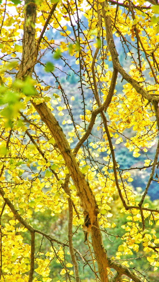 南川德隆银杏村