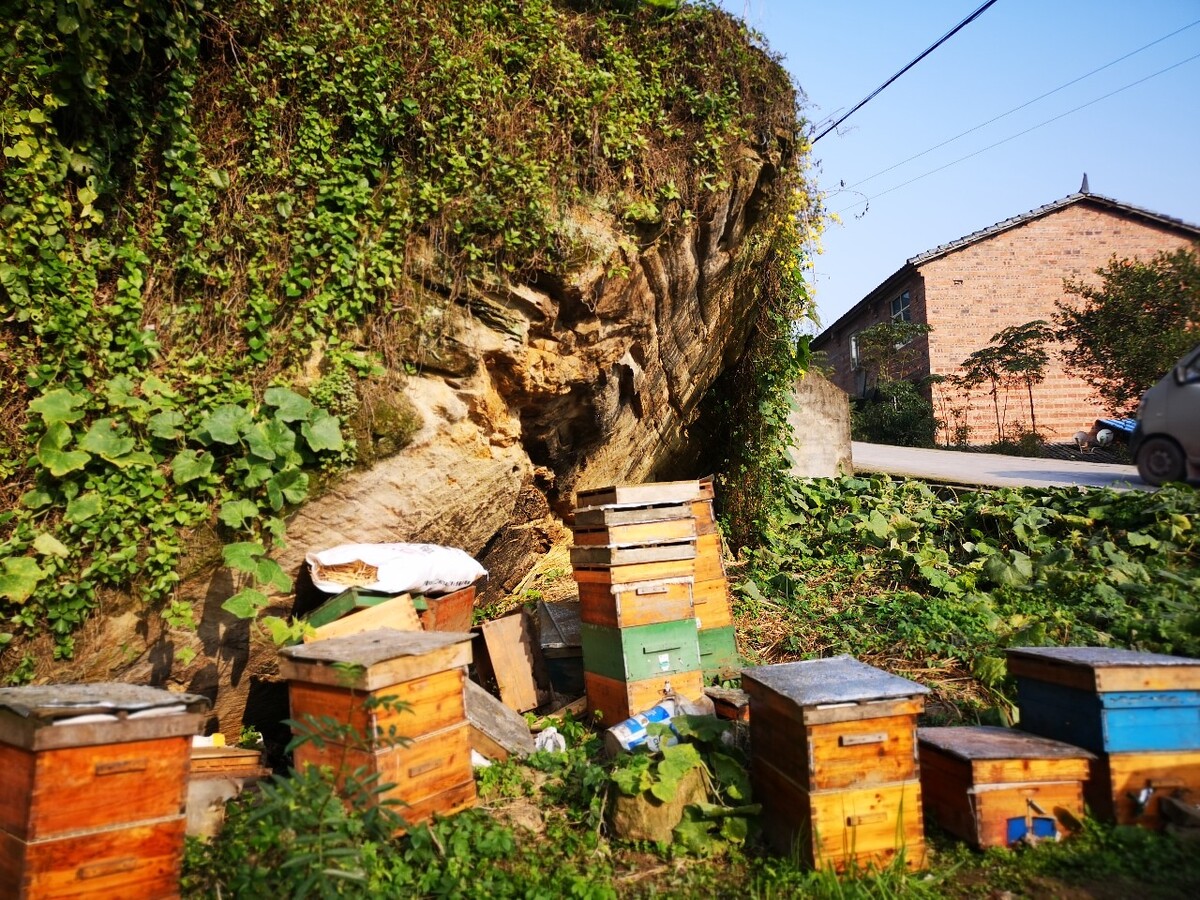 养殖蜜蜂视频下载