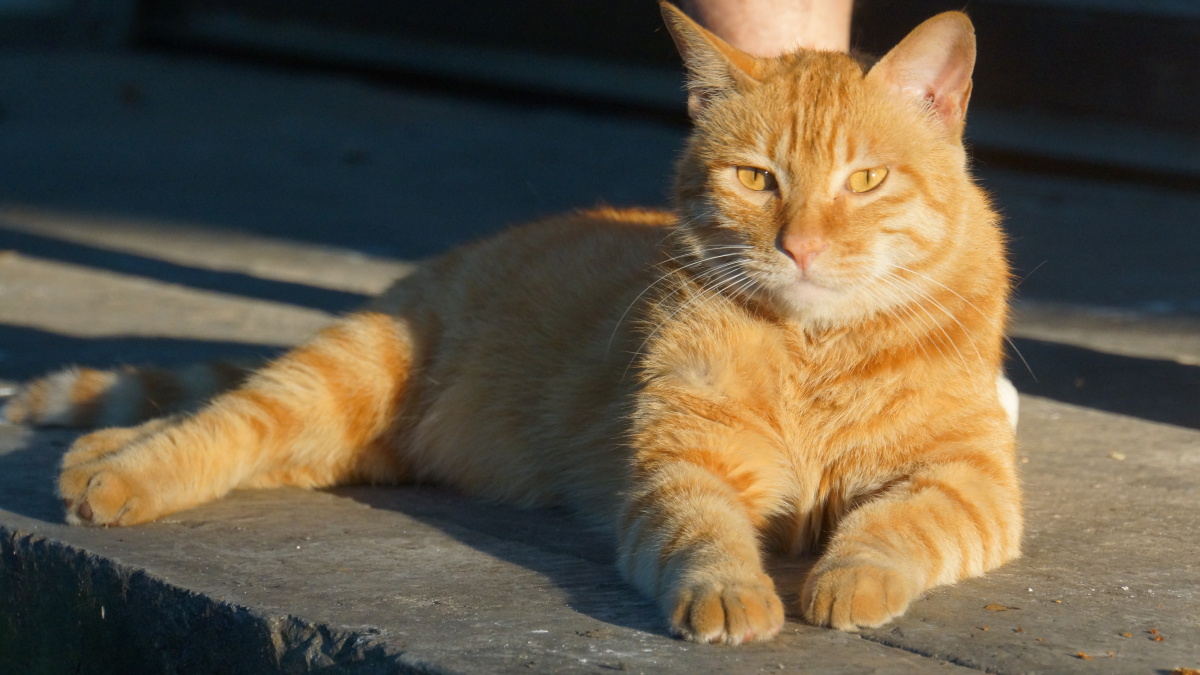 撸猫 大橘猫 - carol407 - 图虫