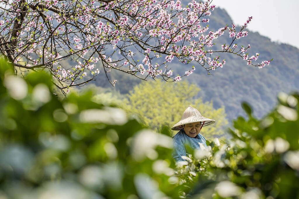 采春茶