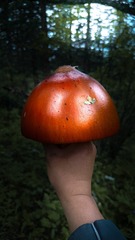 1000080356