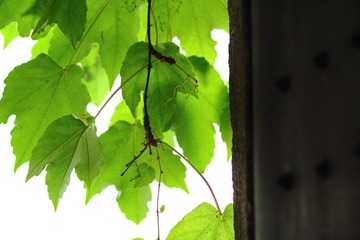 IMG_2217.JPG